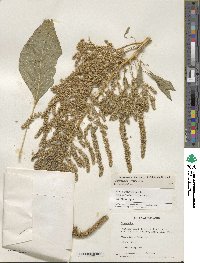 Amaranthus hypochondriacus image