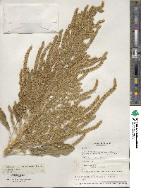 Amaranthus hypochondriacus image