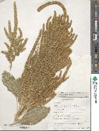 Amaranthus hypochondriacus image