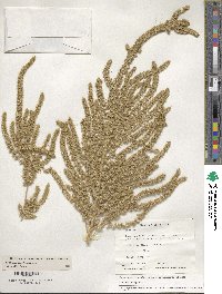 Amaranthus hypochondriacus image