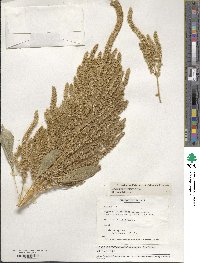 Amaranthus hypochondriacus image