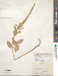 Amaranthus hypochondriacus image