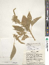 Amaranthus hypochondriacus image