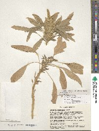 Amaranthus hypochondriacus image