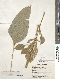 Amaranthus hypochondriacus image