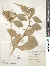 Amaranthus hypochondriacus image