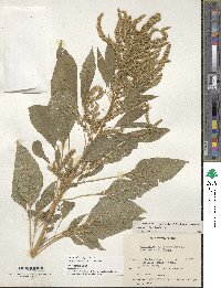 Amaranthus hypochondriacus image