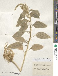 Amaranthus hypochondriacus image