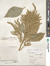 Amaranthus hypochondriacus image