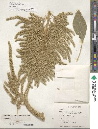 Amaranthus hypochondriacus image