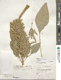 Amaranthus hypochondriacus image