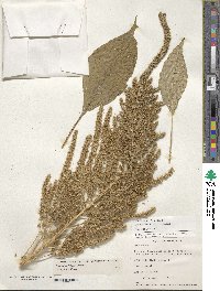 Amaranthus hypochondriacus image