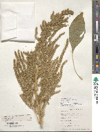 Amaranthus hypochondriacus image