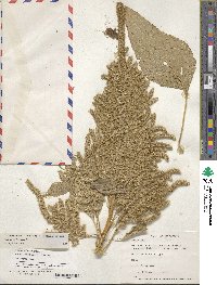 Amaranthus hypochondriacus image