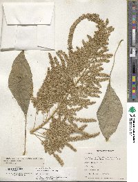 Amaranthus hypochondriacus image