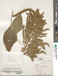 Amaranthus hypochondriacus image