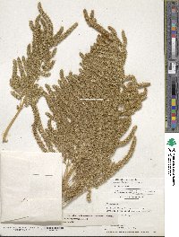 Amaranthus hypochondriacus image