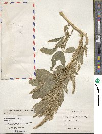 Amaranthus hypochondriacus image