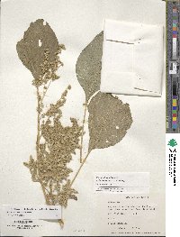 Amaranthus hypochondriacus image