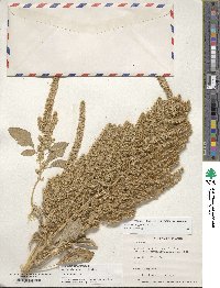 Amaranthus hypochondriacus image