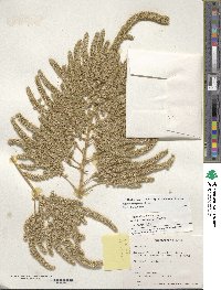 Amaranthus hypochondriacus image