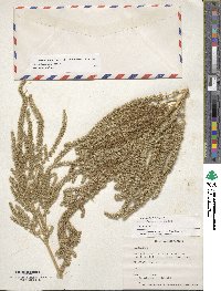 Amaranthus hypochondriacus image