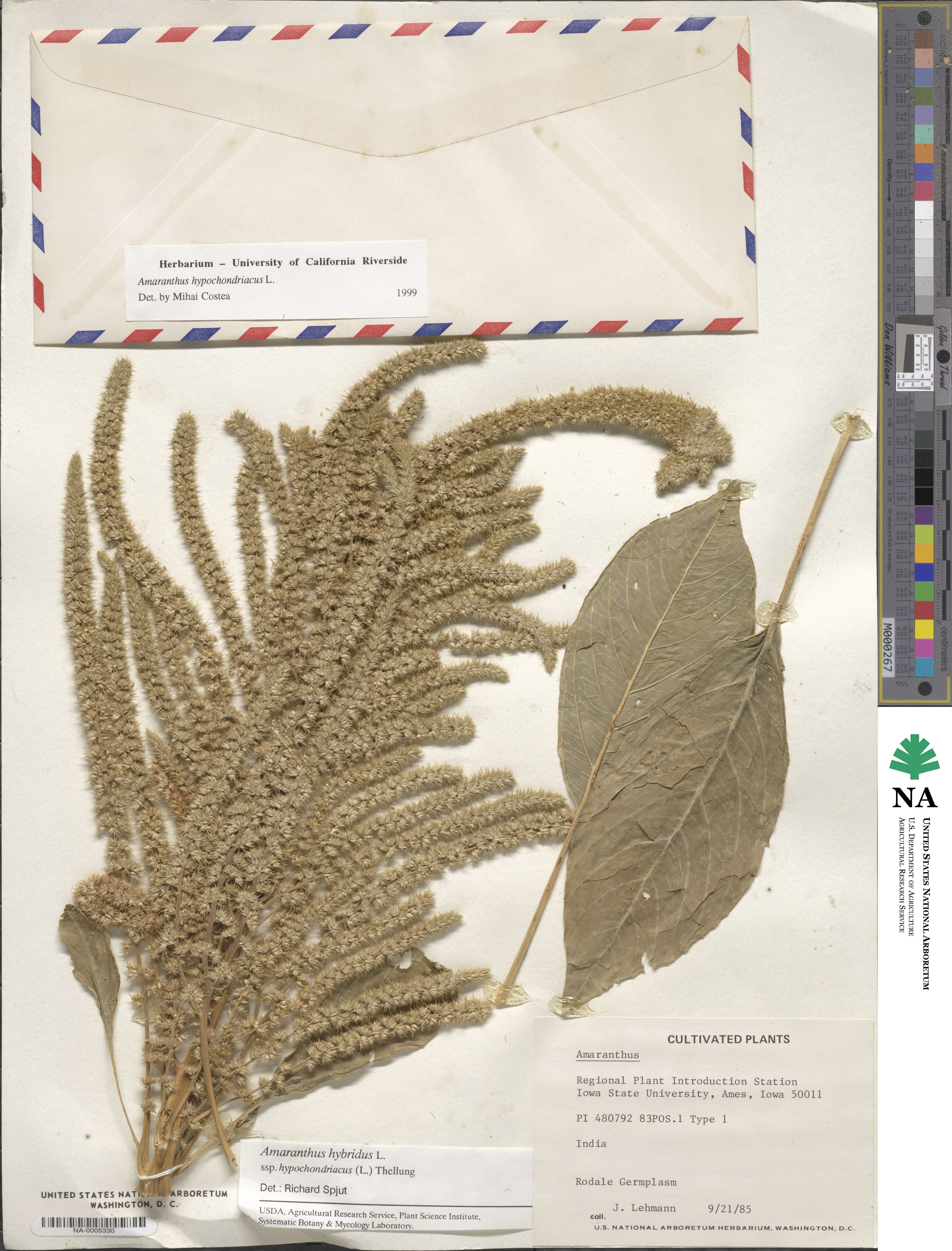Amaranthus hypochondriacus image