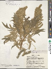 Amaranthus hypochondriacus image