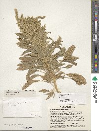 Amaranthus hypochondriacus image