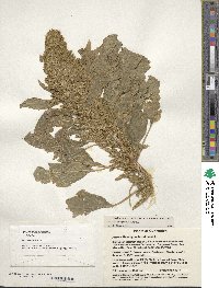 Amaranthus hypochondriacus image