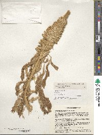 Amaranthus hypochondriacus image