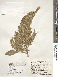 Amaranthus hypochondriacus image