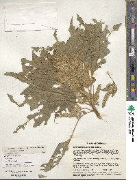 Amaranthus hypochondriacus image