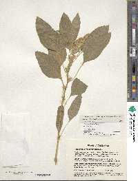 Amaranthus hypochondriacus image