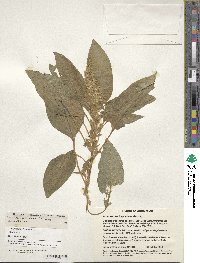 Amaranthus hypochondriacus image