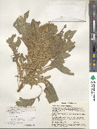 Amaranthus hypochondriacus image