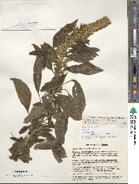 Amaranthus hypochondriacus image