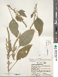 Amaranthus hypochondriacus image