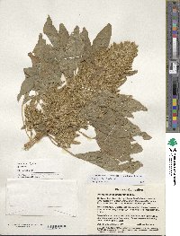 Amaranthus hypochondriacus image