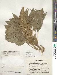 Amaranthus hypochondriacus image