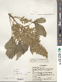 Amaranthus hypochondriacus image