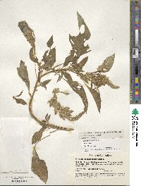 Amaranthus hypochondriacus image