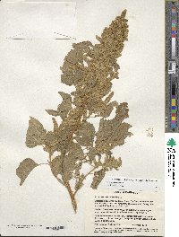 Amaranthus cruentus image