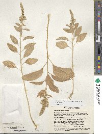 Amaranthus cruentus image