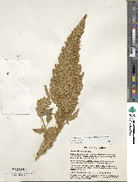 Amaranthus cruentus image