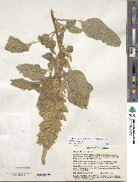 Amaranthus cruentus image