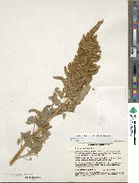 Amaranthus cruentus image