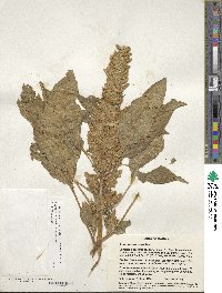 Amaranthus cruentus image