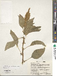 Amaranthus cruentus image