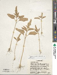 Amaranthus cruentus image